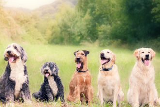 Adoção responsável e políticas públicas: quando feiras de adoção transformam o cuidado com animais
