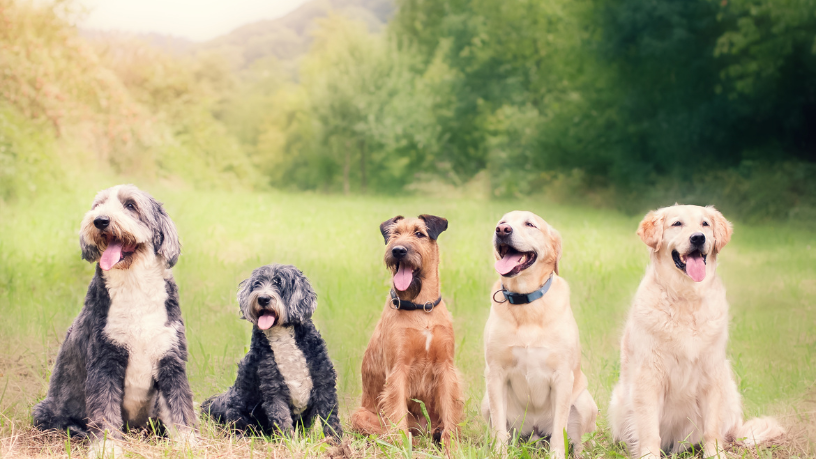 Adoção responsável e políticas públicas: quando feiras de adoção transformam o cuidado com animais